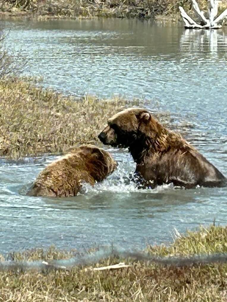 Wildlife Watching - Bears