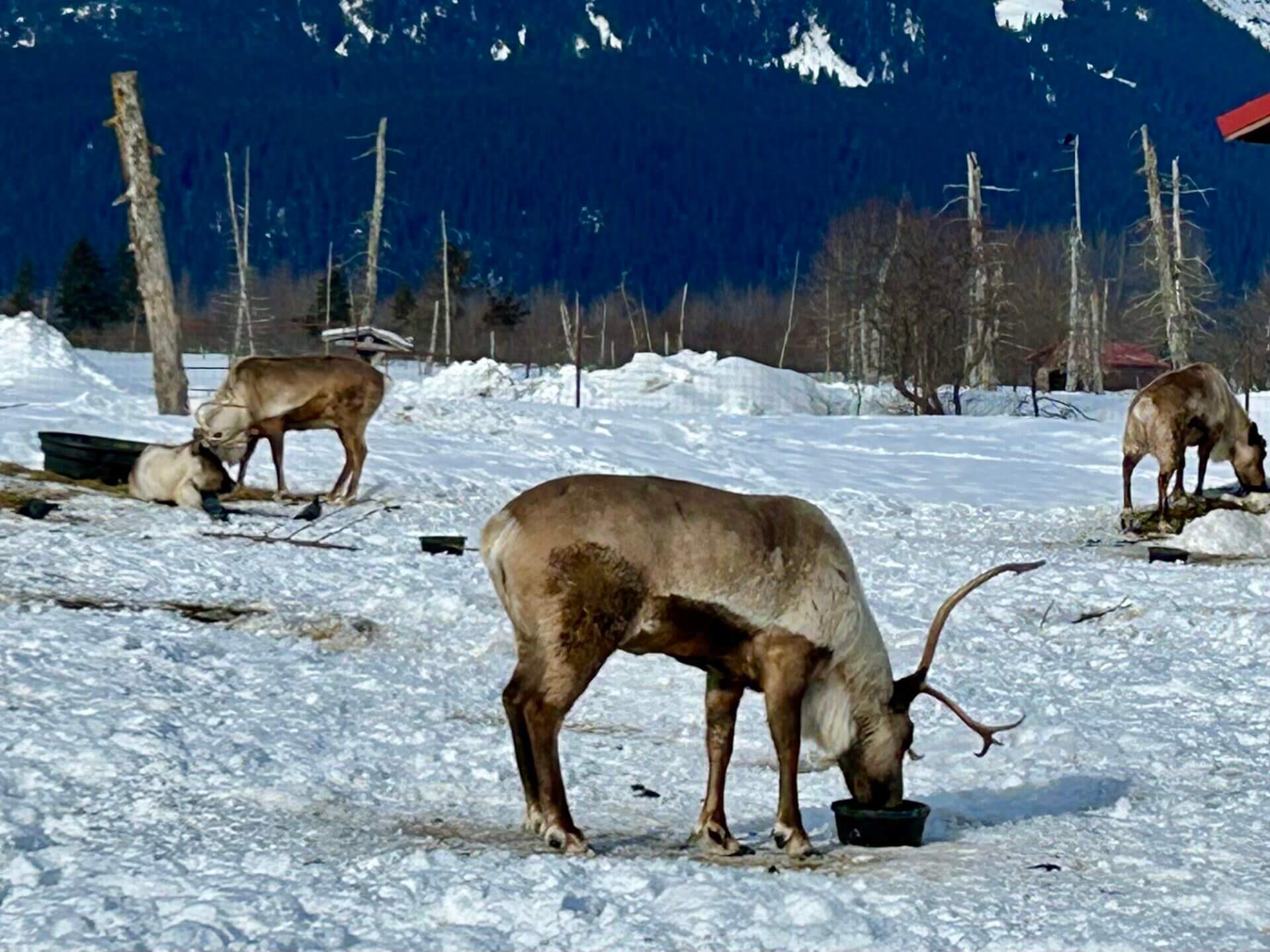 Reindeer