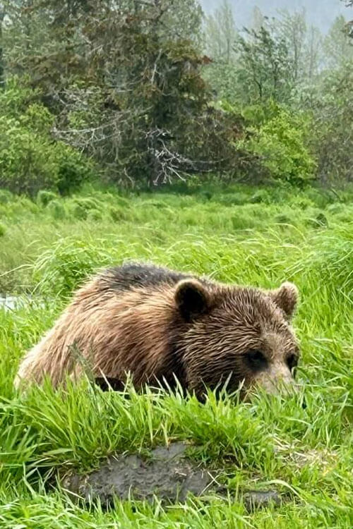 Bear Laying In Grass