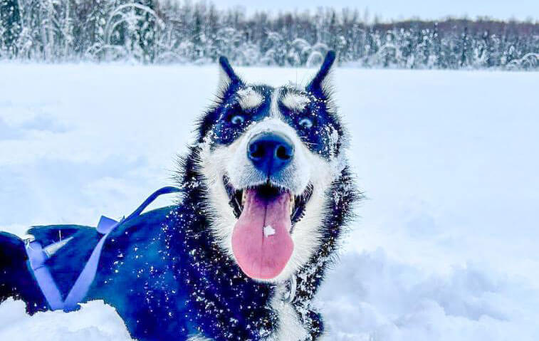 Dog Sledding In Anchorage Alaska