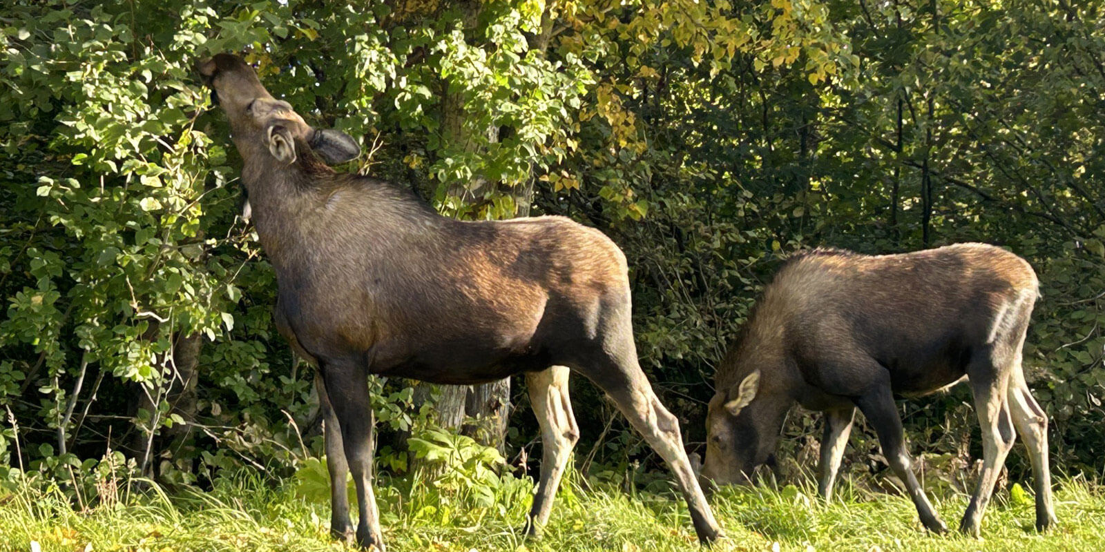 Moose Photo Tours In Anchorage Alaska